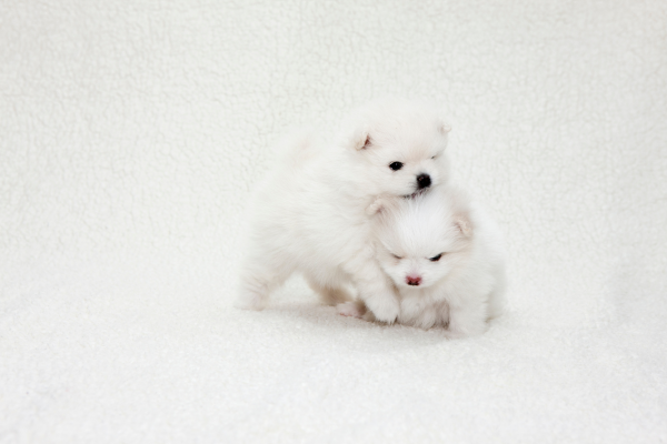 Dvě mini štěňátka pomeraniana se blázní